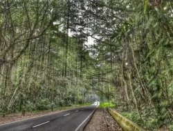 Rimbo Panti Pasaman, Wisata Air Panas Alami Sumatera Barat