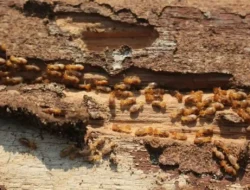 Cara Membasmi Rayap di Rumah Secara Efektif dan Aman