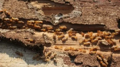 Cara Membasmi Rayap di Rumah Secara Efektif dan Aman