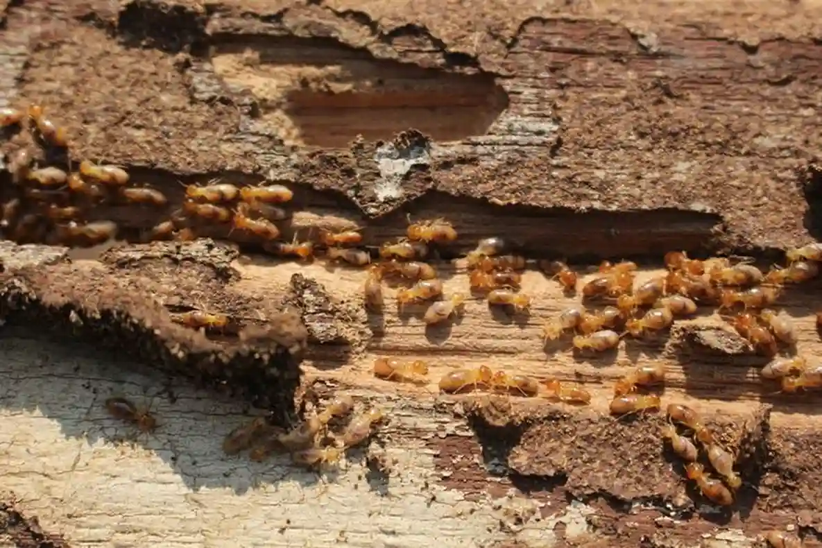 Cara membasmi rayap di rumah agar bangunan tetap aman dan sehat.
