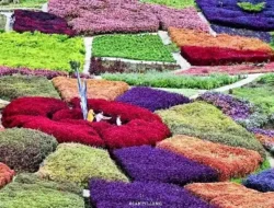 Puncak Tonang Pasaman, Wisata Taman Bunga di Lubuk Sikaping