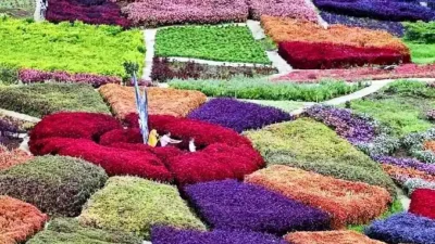 Puncak Tonang Pasaman, Wisata Taman Bunga di Lubuk Sikaping