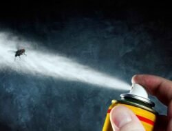 Cara Membasmi Serangga Pembawa Penyakit di Rumah Secara Efektif