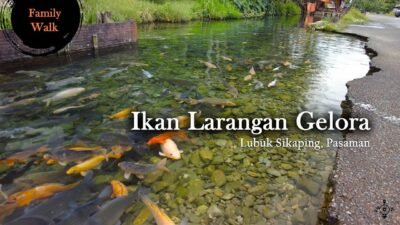 wisata ikan larangan belakang gelora lubuk sikaping