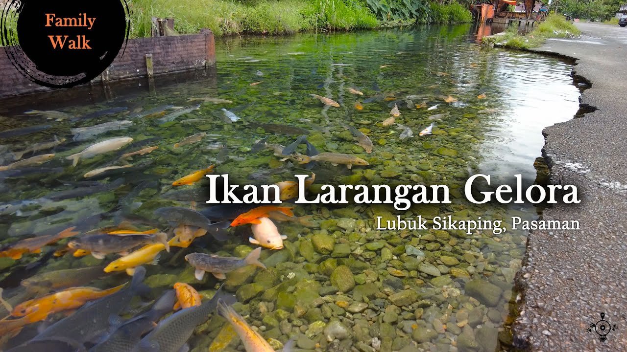 wisata ikan larangan belakang gelora lubuk sikaping