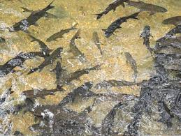 wisata ikan larangan belakang gelora lubuk sikaping