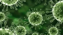 Virus Nipah: Ancaman Mematikan yang Mengintai Diam-Diam