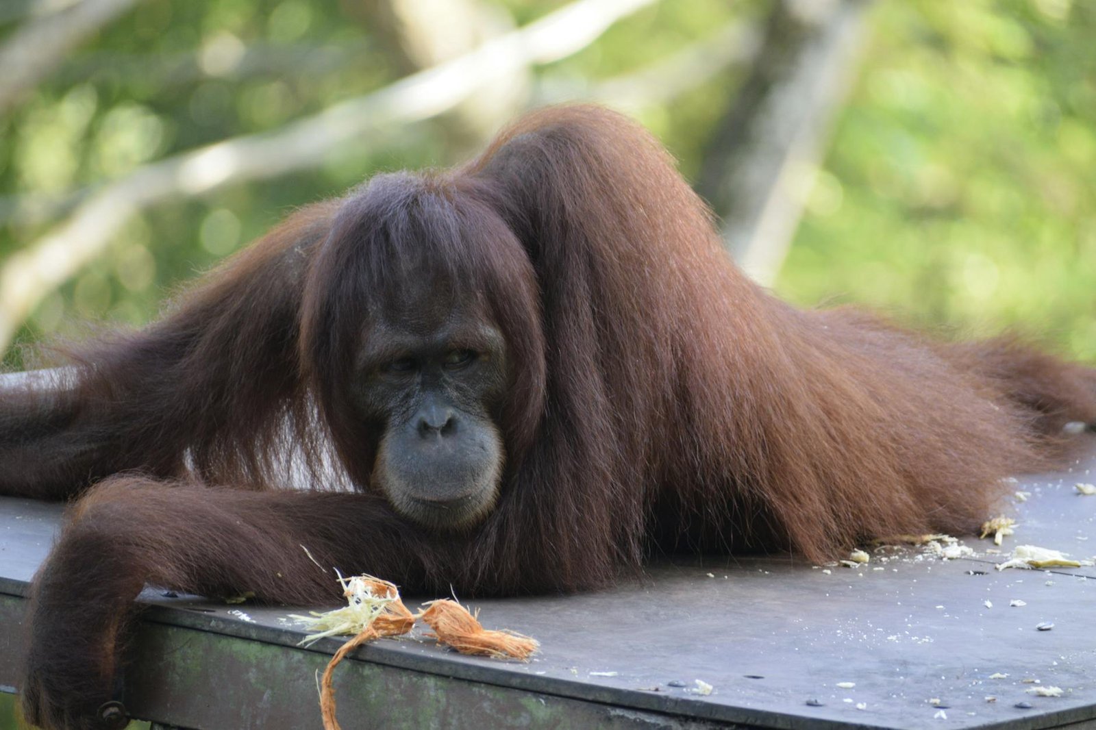 Kebun binatang kinantan dengan berbagai hewan langka