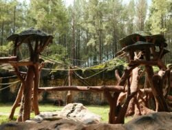 Apa Binatang di Kebun Binatang Kinantan Bisa Bikin Kamu Nangis?