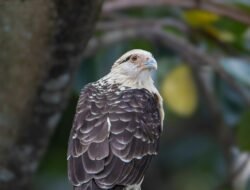 Mengungkap Makna Tersembunyi: Tata Cara Sholat Jenazah yang Mengubah Hidup