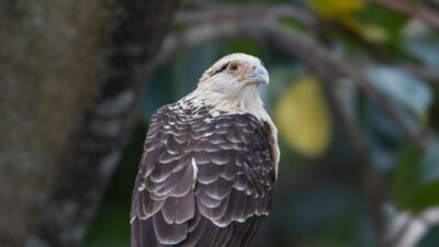 Panduan langkah demi langkah cara melihat pengumuman SNBP di portal resmi